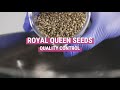 Royal queen seeds quality control