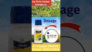 .टमाटर में लीफ कर्ल वायरस (Tomato Leaf Curl Virus -#farming