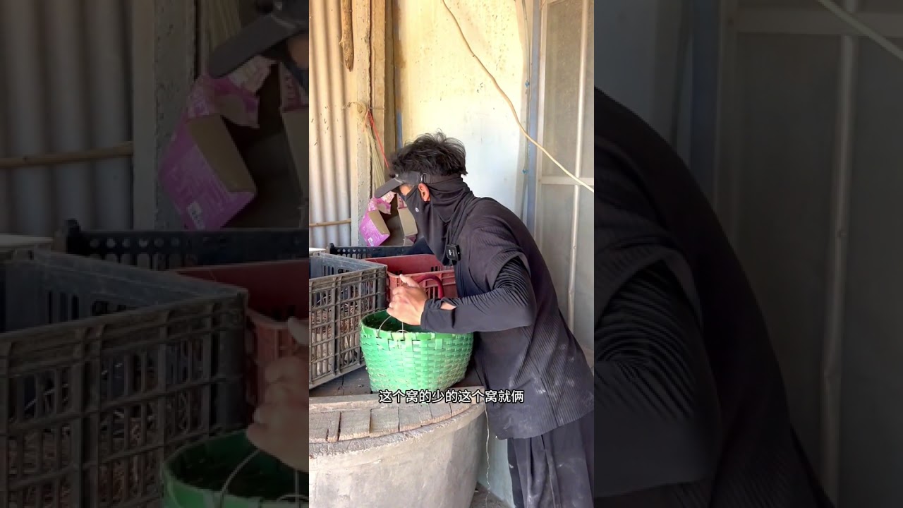 喂鸡捡鸡蛋啦#散养土鸡蛋 #农村生活