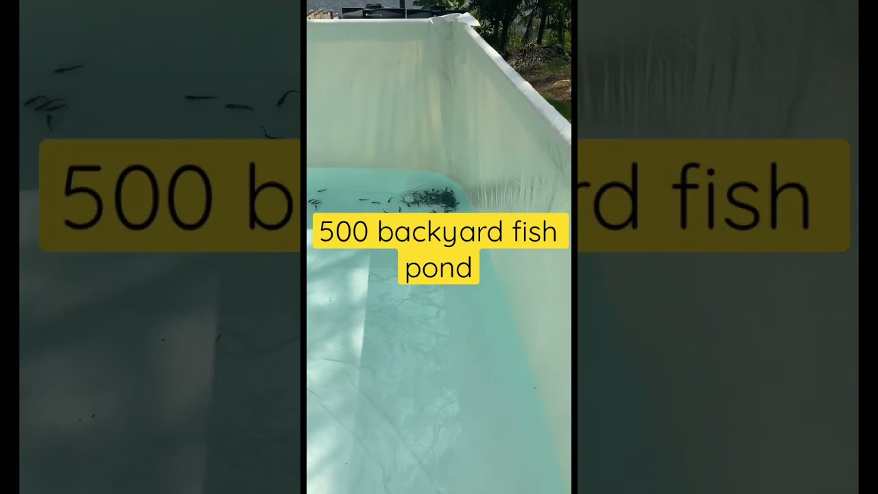 500 Catfish Backyard Fish Pond