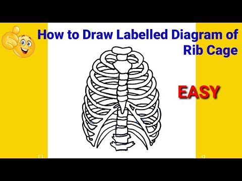 1046 Rib Cage Drawing Images Stock Photos  Vectors  Shutterstock