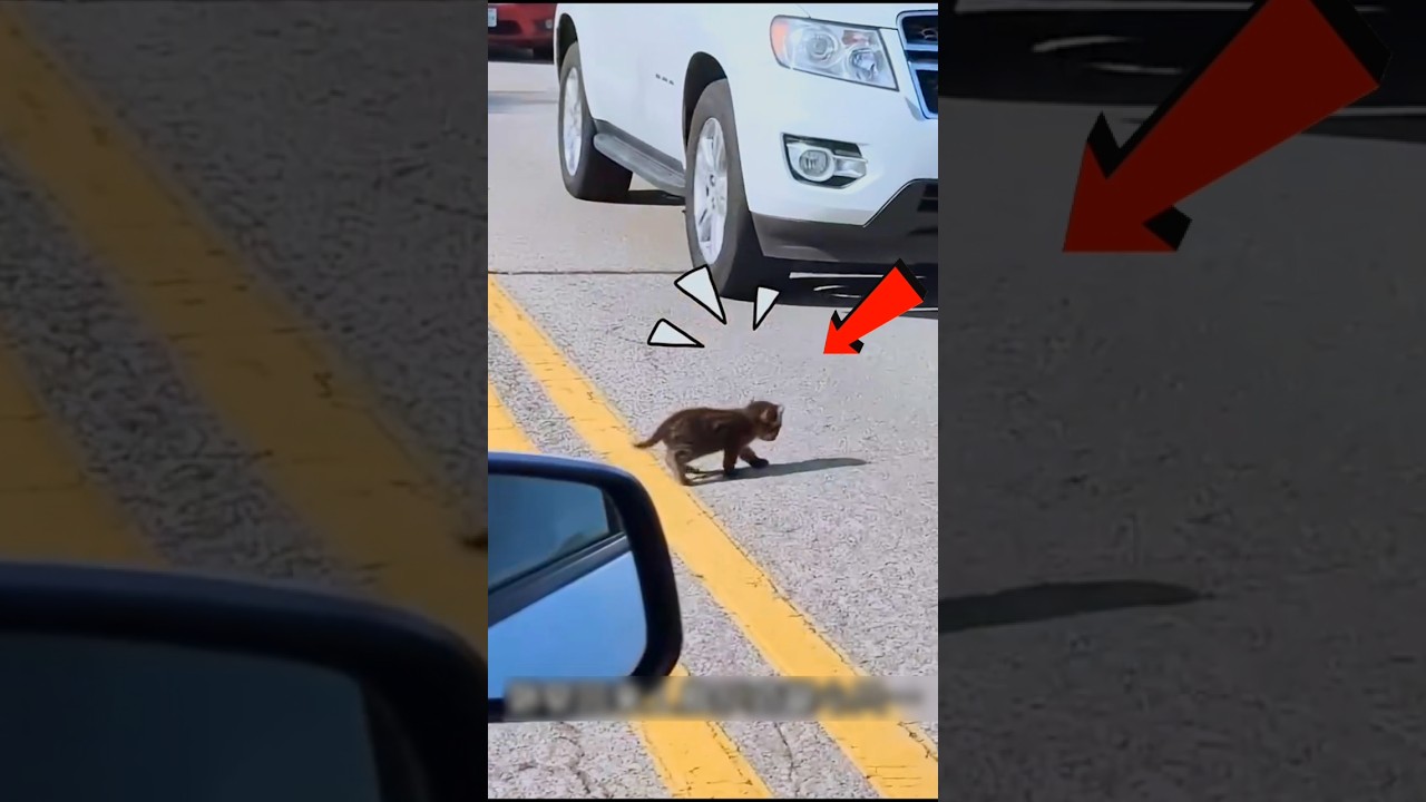 Kitten narrowly escapes death on the street 😍♥️