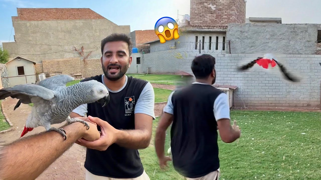 Hmara Gray Parrot Ur Gea Aj😱