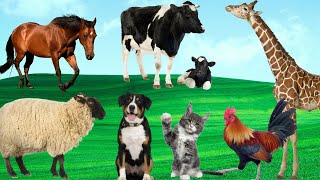 Daily Activities of Animals - Chicken, Cat, Sheep, Dog, Horse - Animal Adventure