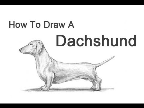 sausage dog drawing