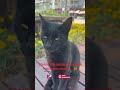 Should this cat be in the next Halloween movie 🖤🎃 #cat #cute #cutecat #kitten #cuteanimals #cutecats
