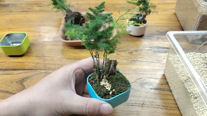 矮化文竹你从没见过的文竹操作超治愈超好看 - 天天要闻