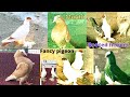 New Fancy 🕊️Kabootar ka kar Lo Shok🤩 || Fancy 🕊️Pigeon all varieties || Fancy Pigeon 🕊️special😎 !!!!