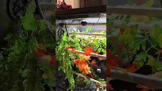 Tropical water dripping tree for Lucy the red baby Green tree python.
