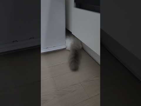 왜 이러구 있는고양?ㅋㅋ 알수없는 냥이세계 #고양이일상 #cat #cutecat #shorts