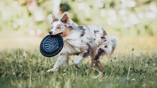 Border Collie Kusya by Kristina Chevtaeva 7,796 views 1 year ago 1 minute, 43 seconds