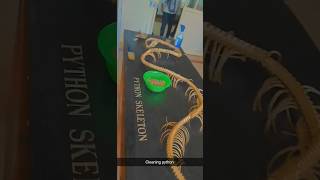 Famous Indian Rock Python skeleton 🦴 first time in YouTube #shorts Wealth