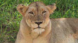 Will this lion pride make the kill In Amboseli?