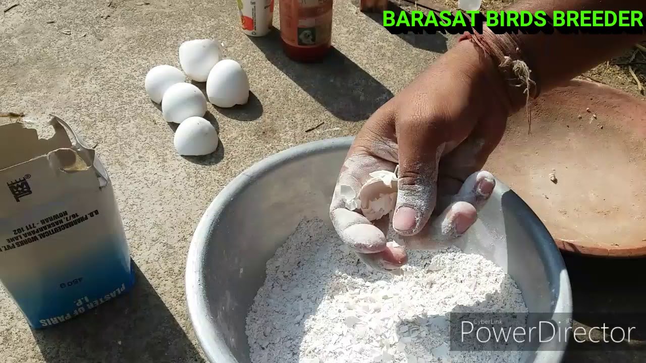 Calcium block making for birds. YouTube