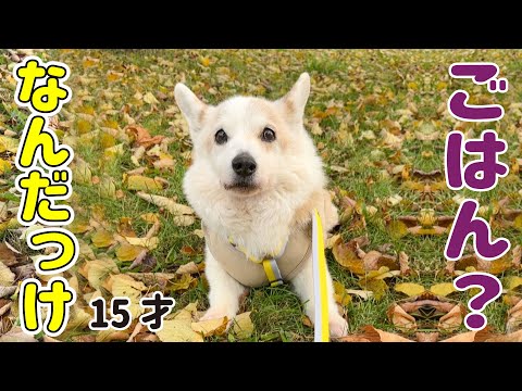 A senior corgi who has forgotten the word 