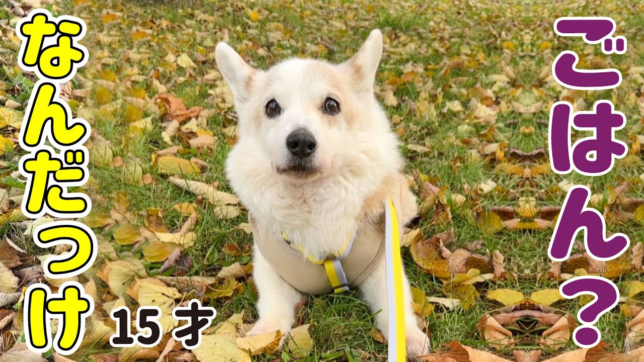 A senior corgi who has forgotten the word 