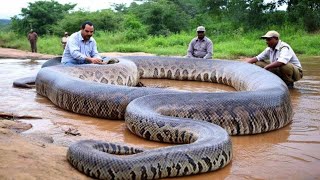 Giants of the Reptile World