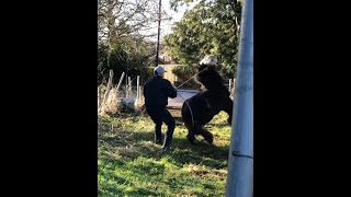 Dangerous out of control pony heads towards a busy road!