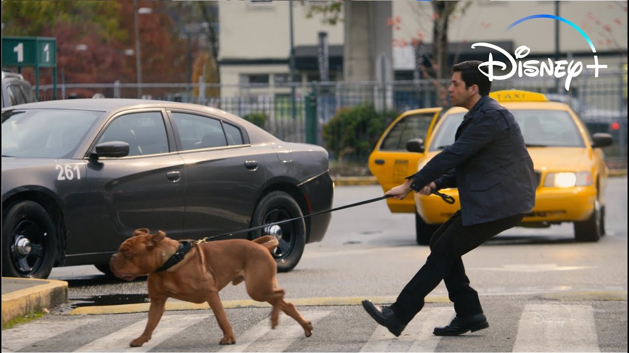 Unleashed | Turner & Hooch | Disney+ - Some partners need a longer leash. Turner & Hooch, an Original Series, starts streaming July 21 on #DisneyPlus. #TurnerAndHoochSeries