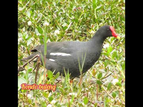 Suara pikat burung Mandar batu durasi panjang dan kompilasi dari 3 suara burung mandar