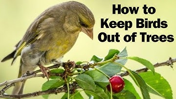 How to Keep Birds Out of Trees - keep birds off fruit trees and gardens with 4 simple tricks