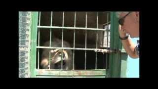 Luanët E Uritur, Shqipëri 2011Hungry Lions, Albania 2011