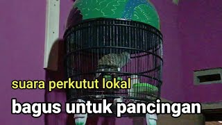 suara perkutut lokal bagus untuk pancingan