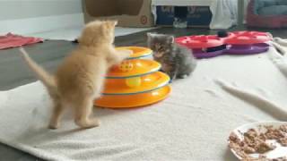 Two Kittens Fighting Funny Videos and Playing With Ball and Eating Funny Videos Cats Comrade