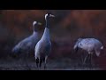 Le lever des grues cendres c clment pappalardo