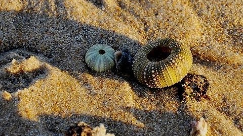 Amazing Shell Beaches Around the World