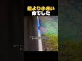 母を失った小さなウォンバット