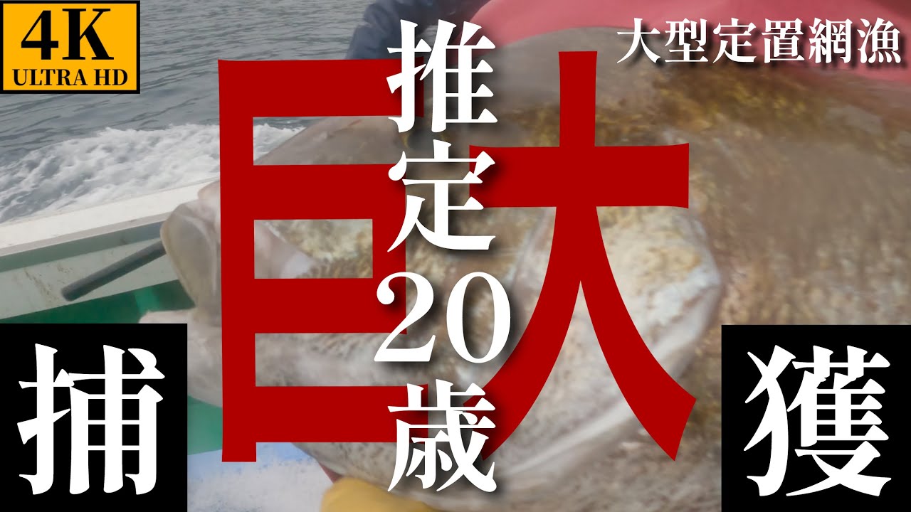 【定置網漁】巨大な海のバケモンを捕獲！これは中々見ないサイズや！#fish #漁師