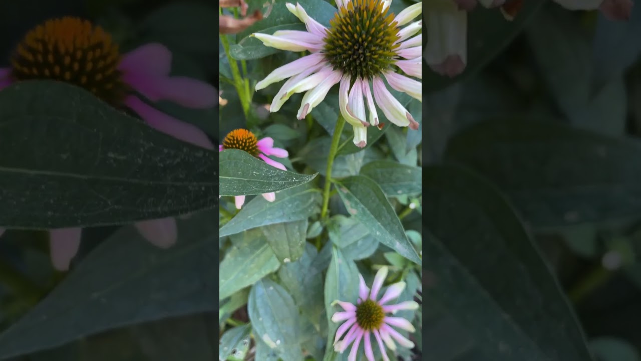 It’s time to deadhead these coneflowers so that I will get a second flush of 