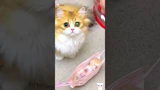 Cute Kittens❤️【44】#Shorts #Cutecat520 #Cat #Kittens #Pets