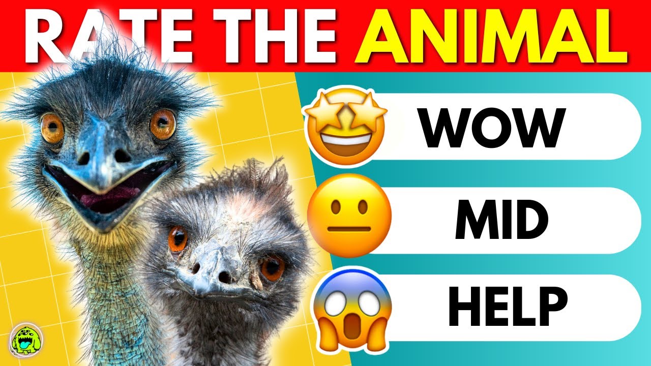 Animal Ranking Tier List Rate The Animal | Tier List Animal Ranking - YouTube