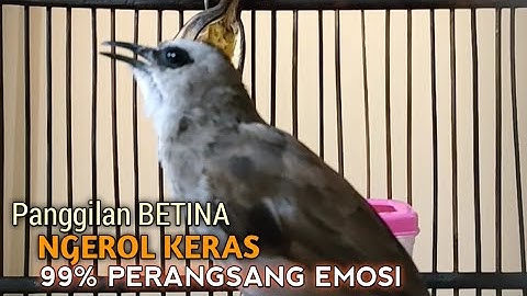Trucuk BETINA memanggil Jantan Suara Birahi Ngecuplik 100% pancingan trucukan gacor agar BUNYI EMOSI