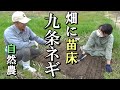 【自然農】畑の隅に「九条ネギ」の苗床をつくる　芋類の連作障害「ハリガネムシ」に効果はあるのか？2021年3月13日【natural farming】