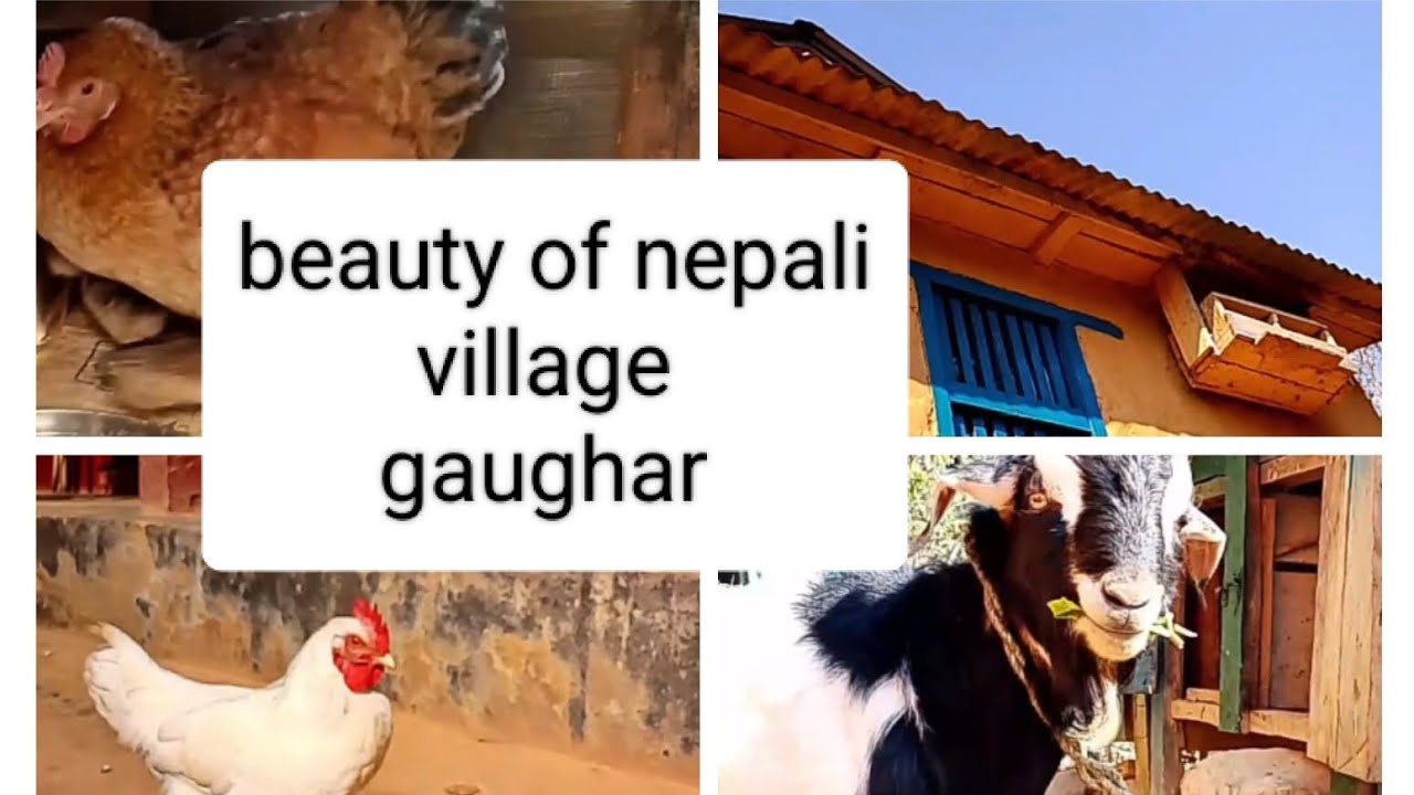 Gaughar beauty 🤩 of nepali village 