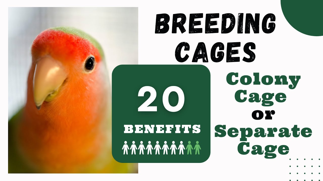 20 Benefits of Colony Breeding Cages or Separate Breeding Cages of Lovebirds