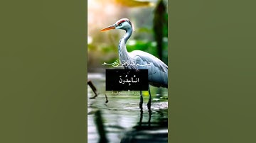 قرآن كريم سورة التوبة #سور_القرآن #قصص_القرآن #اكسبلور #duet #دويتو #fypage #لايك #لحظة_حلوة_تجم