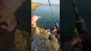 detik detik umpan habis di makan predator laut #fishing #casting #mancing