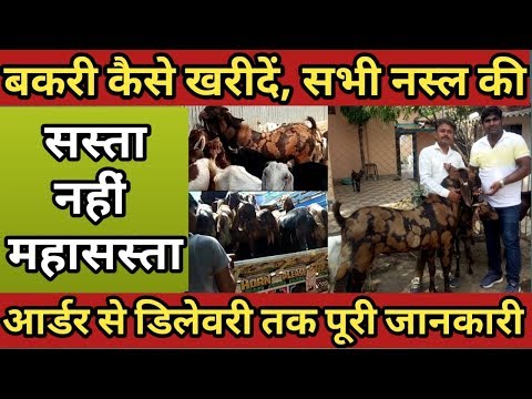 वीडियो: बकरी कैसे प्राप्त करें