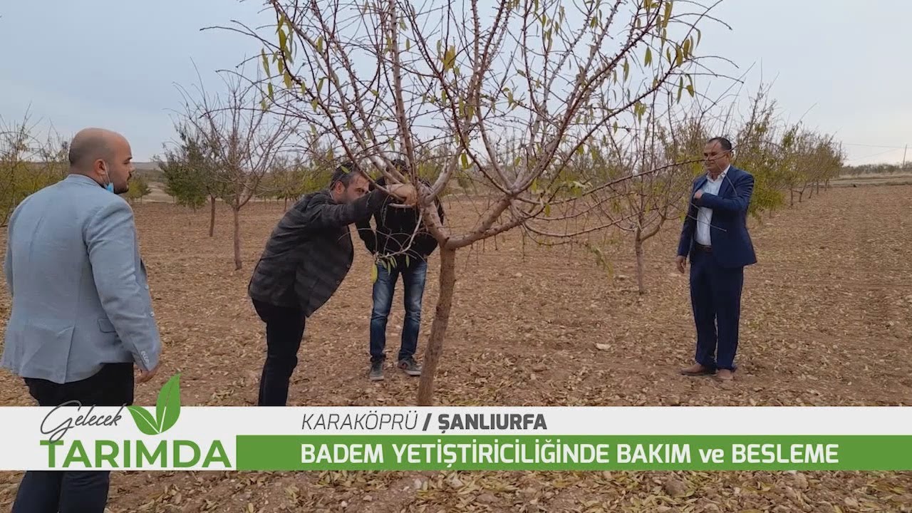 Badem üreticileri Bakteriyel kanser ve İç kurduna karşı uyarıldı
