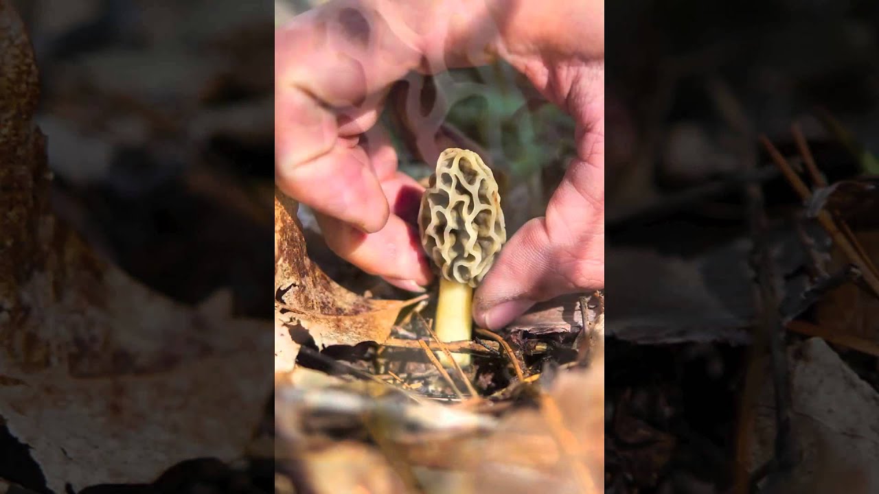 Earth Day Morel Mushrooms in Southern Illinois YouTube