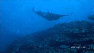 Mantas Kani Maldives 2014