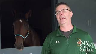 New York Sire Stakes Night Of Champions - 2025