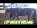 Equestrian Equiband System for Horses: Tendon Rehab Plan & Tools For My Three Day Event Horse, FUEGO