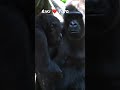 Juvenile gorilla keeps bothering his favorite gorilla Toto.❤️少年ゴリラのリキ、大好きなトトにつきまとう