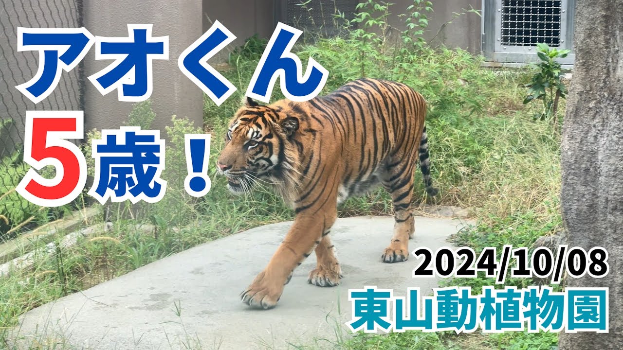 Higashiyama Zoo and Botanical Gardens】Ao, the Sumatran tiger