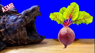 ASMR Turtle Tortoise Eating Food BEETROOT 🐢 ASMR Animal